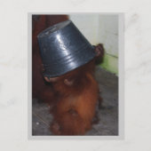 Orangutan Huid en Seek Briefkaart (Voorkant)