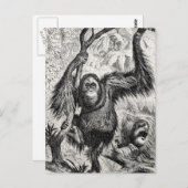  Orangutan Illustration - 1800's aap Briefkaart (Voorkant / Achterkant)