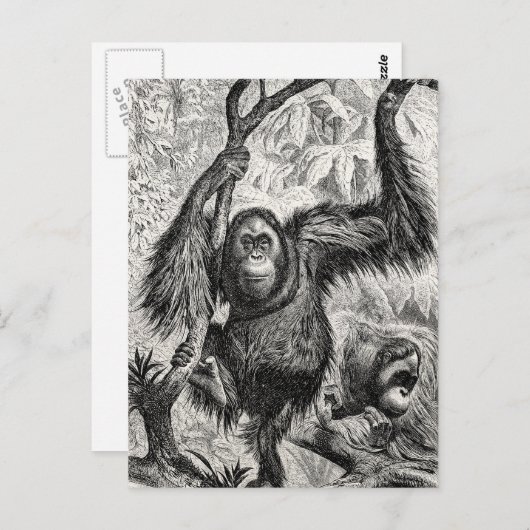  Orangutan Illustration - 1800's aap Briefkaart (Voorkant / Achterkant)