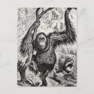  Orangutan Illustration - 1800's aap Briefkaart