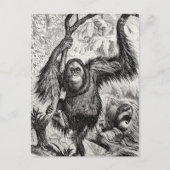  Orangutan Illustration - 1800's aap Briefkaart (Voorkant)