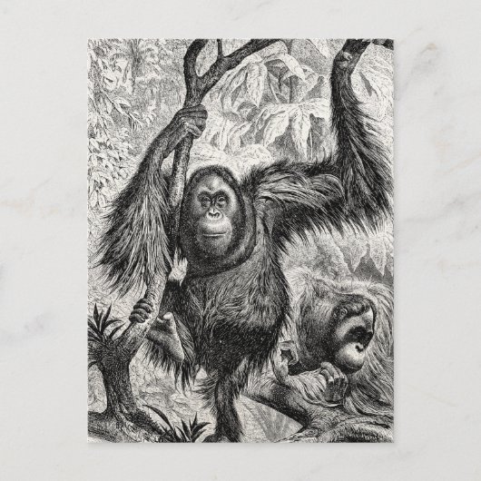  Orangutan Illustration - 1800's aap Briefkaart (Voorkant)