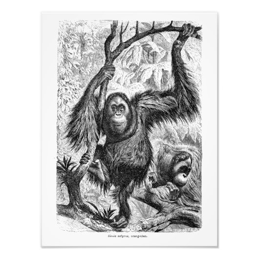  Orangutan Illustration - 1800's aap Foto Afdruk (Voorkant)