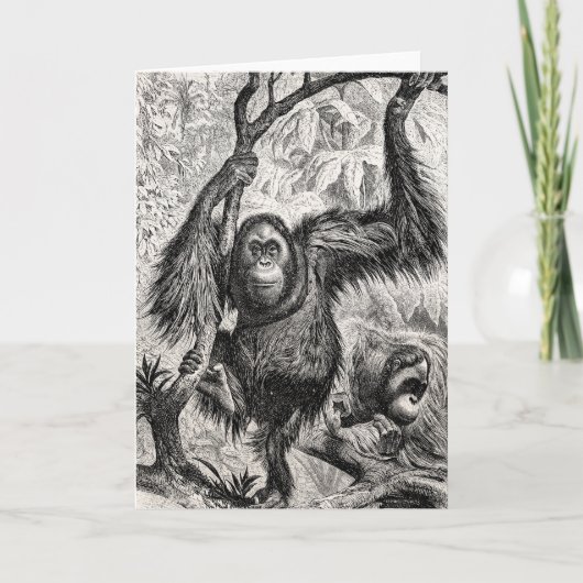 Orangutan Illustration - 1800's aap Kaart (Voorkant)
