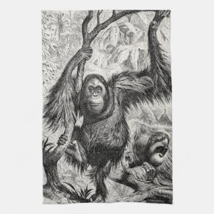  Orangutan Illustration - 1800's aap Theedoek