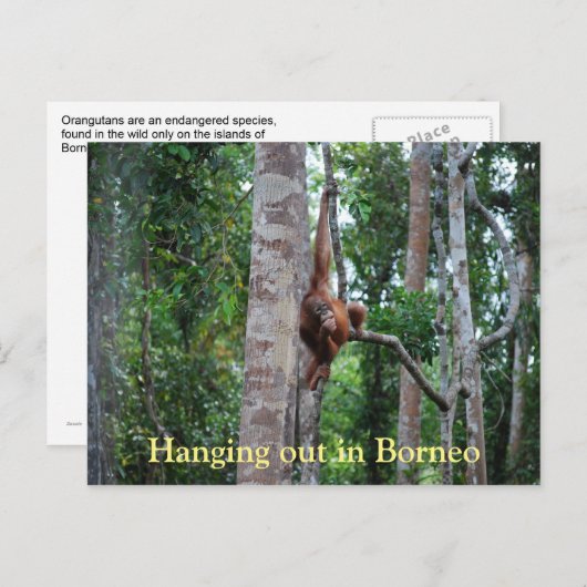 Orangutan in Borneo Briefkaart (Voorkant / Achterkant)
