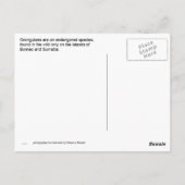 Orangutan in Borneo Briefkaart (Achterkant)