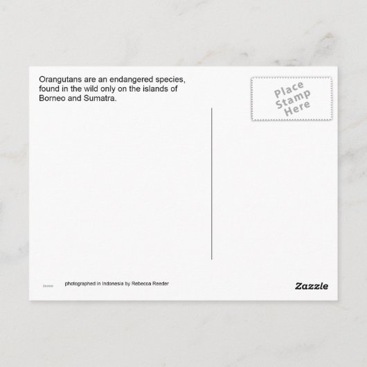 Orangutan in Borneo Briefkaart (Achterkant)