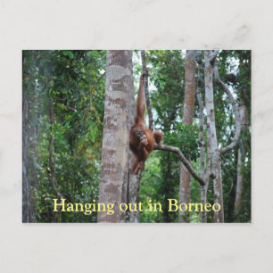 Orangutan in Borneo Briefkaart
