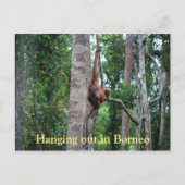 Orangutan in Borneo Briefkaart (Voorkant)
