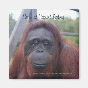 Orangutan in Camp Leakey, Kalimantan Borneo Magneet