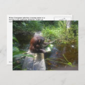 Orangutan in het bos van Borneo Briefkaart (Voorkant / Achterkant)