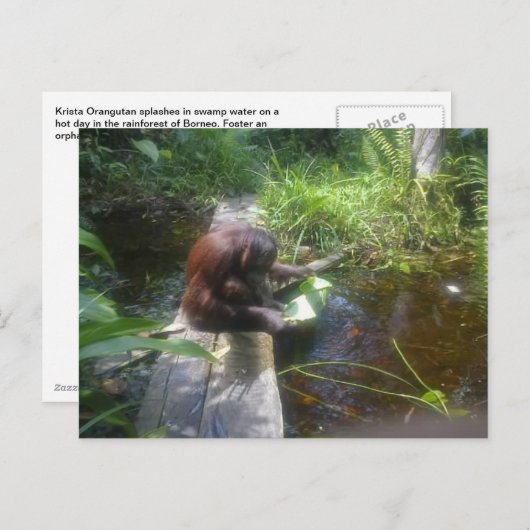 Orangutan in het bos van Borneo Briefkaart (Voorkant / Achterkant)