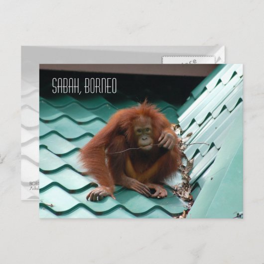 Orangutan in het Oerwoud van het regenwoud van Bor Briefkaart (Voorkant / Achterkant)