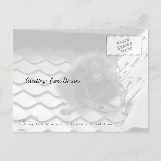 Orangutan in het Oerwoud van het regenwoud van Bor Briefkaart (Achterkant)