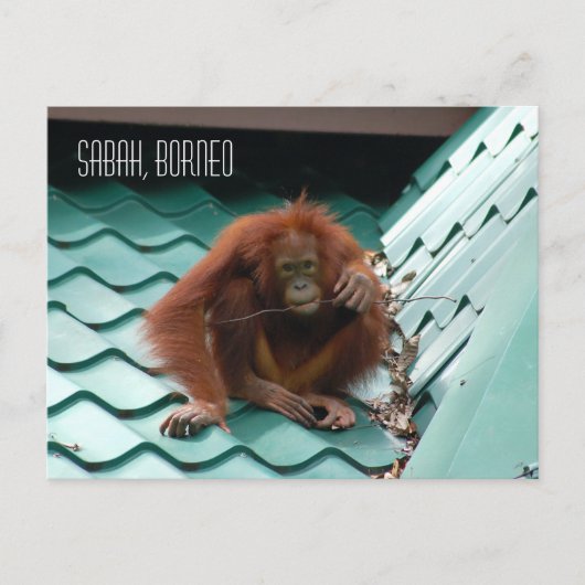 Orangutan in het Oerwoud van het regenwoud van Bor Briefkaart (Voorkant)