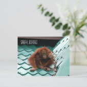 Orangutan in het Oerwoud van het regenwoud van Bor Briefkaart (Staand voorkant)
