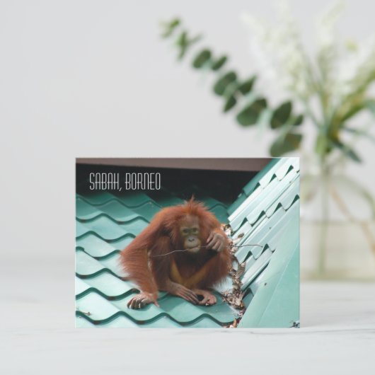 Orangutan in het Oerwoud van het regenwoud van Bor Briefkaart (Staand voorkant)