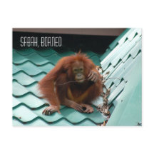 Orangutan in het Oerwoud van het regenwoud van Bor