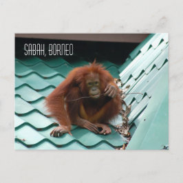 Orangutan in het Oerwoud van het regenwoud van Bor Briefkaart