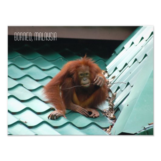 Orangutan in Sabah Borneo Oerwoud Foto Afdruk (Voorkant)
