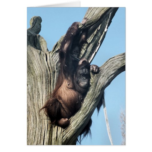 ORANGUTAN Kaarten (Voorkant)