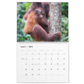 Orangutan kalender (Mar 2026)