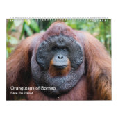 Orangutan kalender (Hoes)