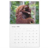 Orangutan kalender (Jan 2026)