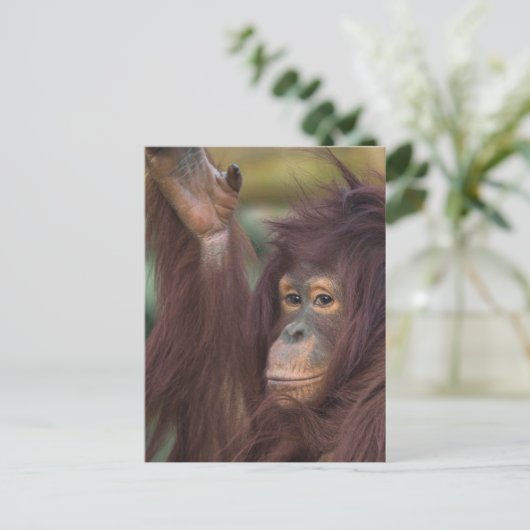 Orangutan Kayan Jigzaag Briefkaart (Staand voorkant)