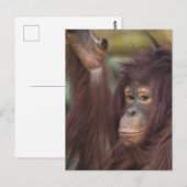 Orangutan Kayan Jigzaag Briefkaart (Voorkant / Achterkant)