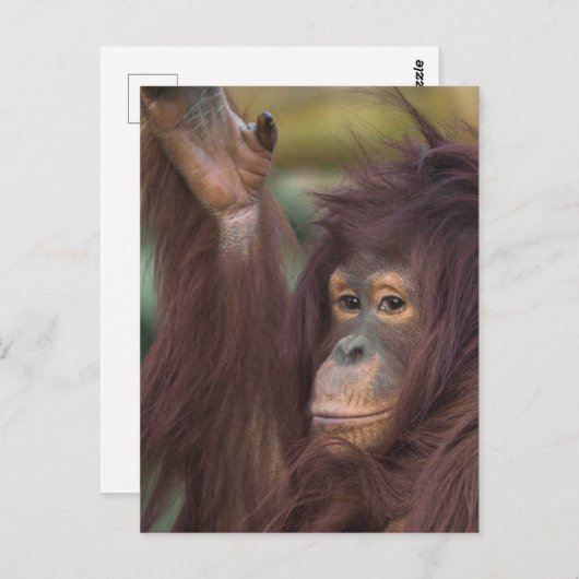 Orangutan Kayan Jigzaag Briefkaart (Voorkant / Achterkant)