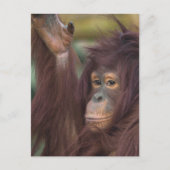 Orangutan Kayan Jigzaag Briefkaart (Voorkant)
