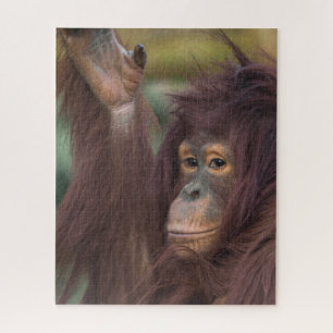 Orangutan Kayan Legpuzzel