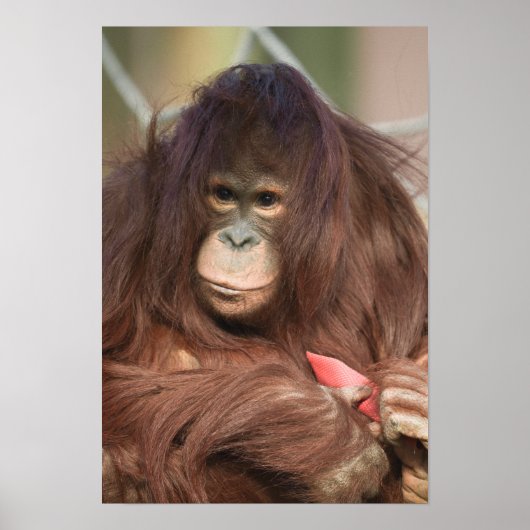 Orangutan Kayan Poster (Voorkant)