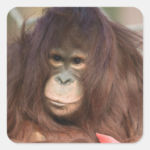 Orangutan Kayan Vierkante Sticker