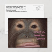 Orangutan Kisses Hallo uit Indonesië Briefkaart (Voorkant / Achterkant)