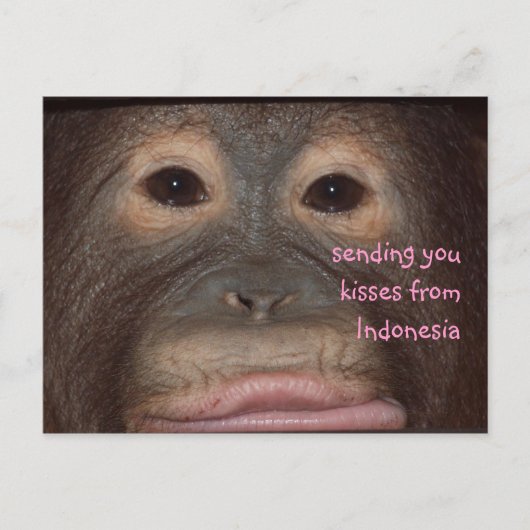 Orangutan Kisses Hallo uit Indonesië Briefkaart (Voorkant)