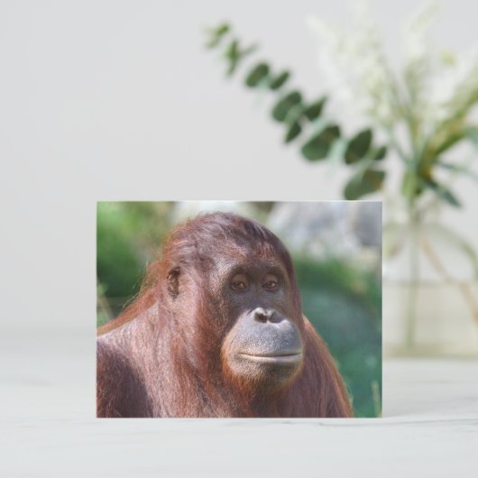 Orangutan Lady Briefkaart (Staand voorkant)