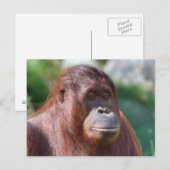 Orangutan Lady Briefkaart (Voorkant / Achterkant)