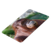 Orangutan Lady Magneet (Linkerzijde)