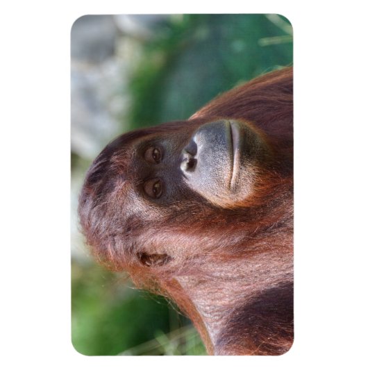 Orangutan Lady Magneet (Verticaal)