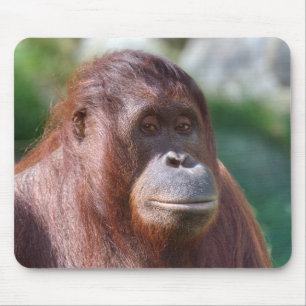 Orangutan Lady Muismat