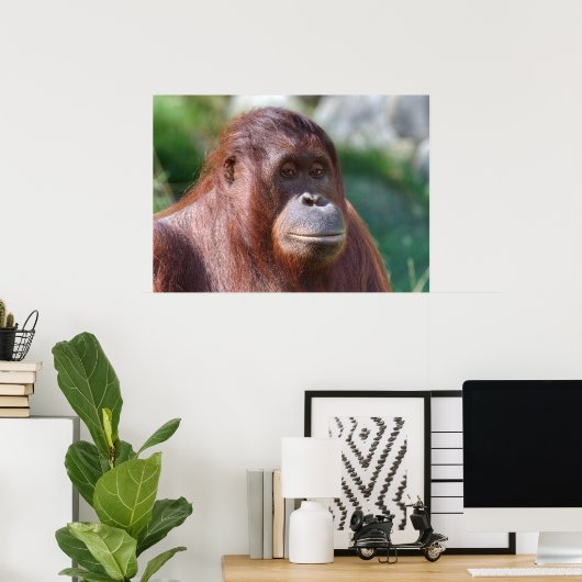 Orangutan Lady Poster (Thuiskantoor)