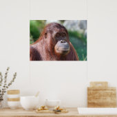 Orangutan Lady Poster (Keuken)