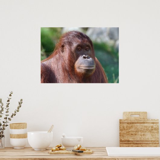 Orangutan Lady Poster (Keuken)