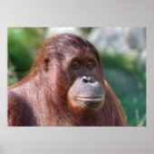 Orangutan Lady Poster (Voorkant)