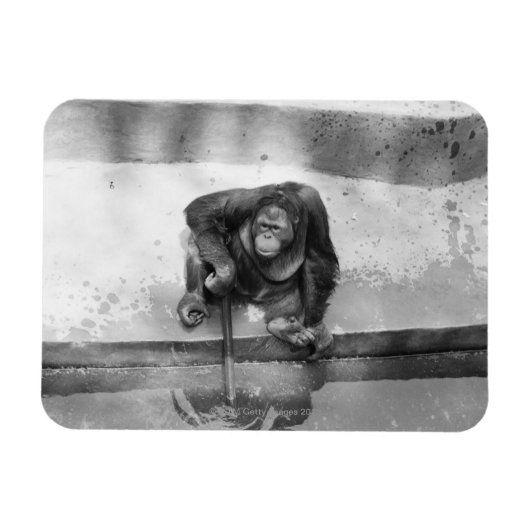 Orangutan Magneet (Horizontaal)