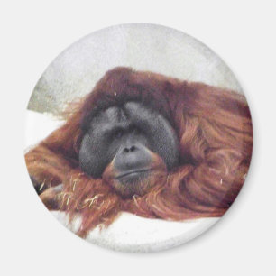 Orangutan Magneet