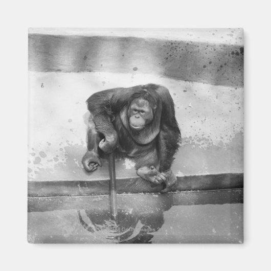 Orangutan Magneet (Voorkant)